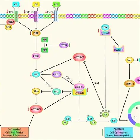 MAPK‑ERK Signaling Pathway | ELISA