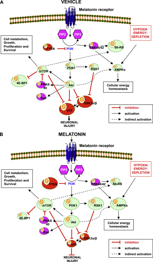 Regulation of Akt signaling pathways after (A) vehicle, and (B) melatonin treatments following ischemic-stroke