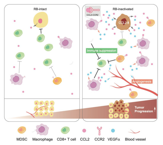 RB: master tumor suppressor and interpreter of the cellular state