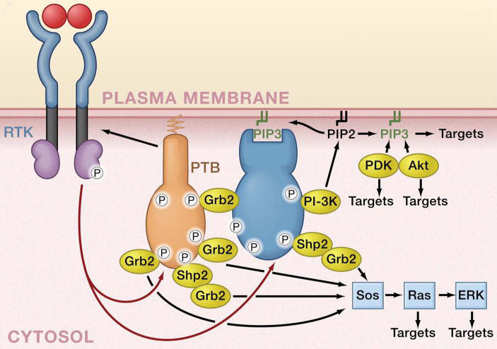 ​Receptor Tyrosine Kinase Antibody