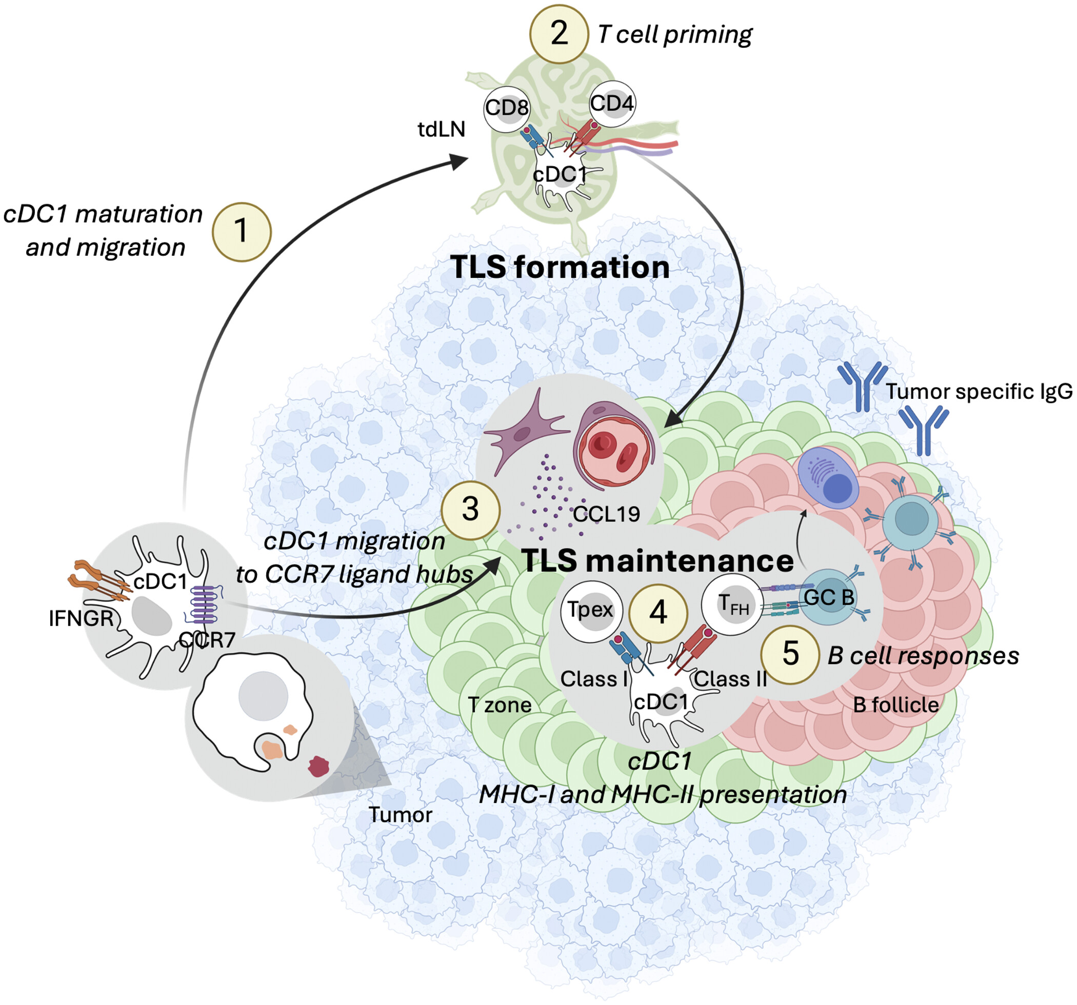 Science Latest Tumor Immunity Literature: Research on the Core Mechanism of cDC1s Mediating Tumor Tertiary Lymphoid Structure Formation and Maintenance