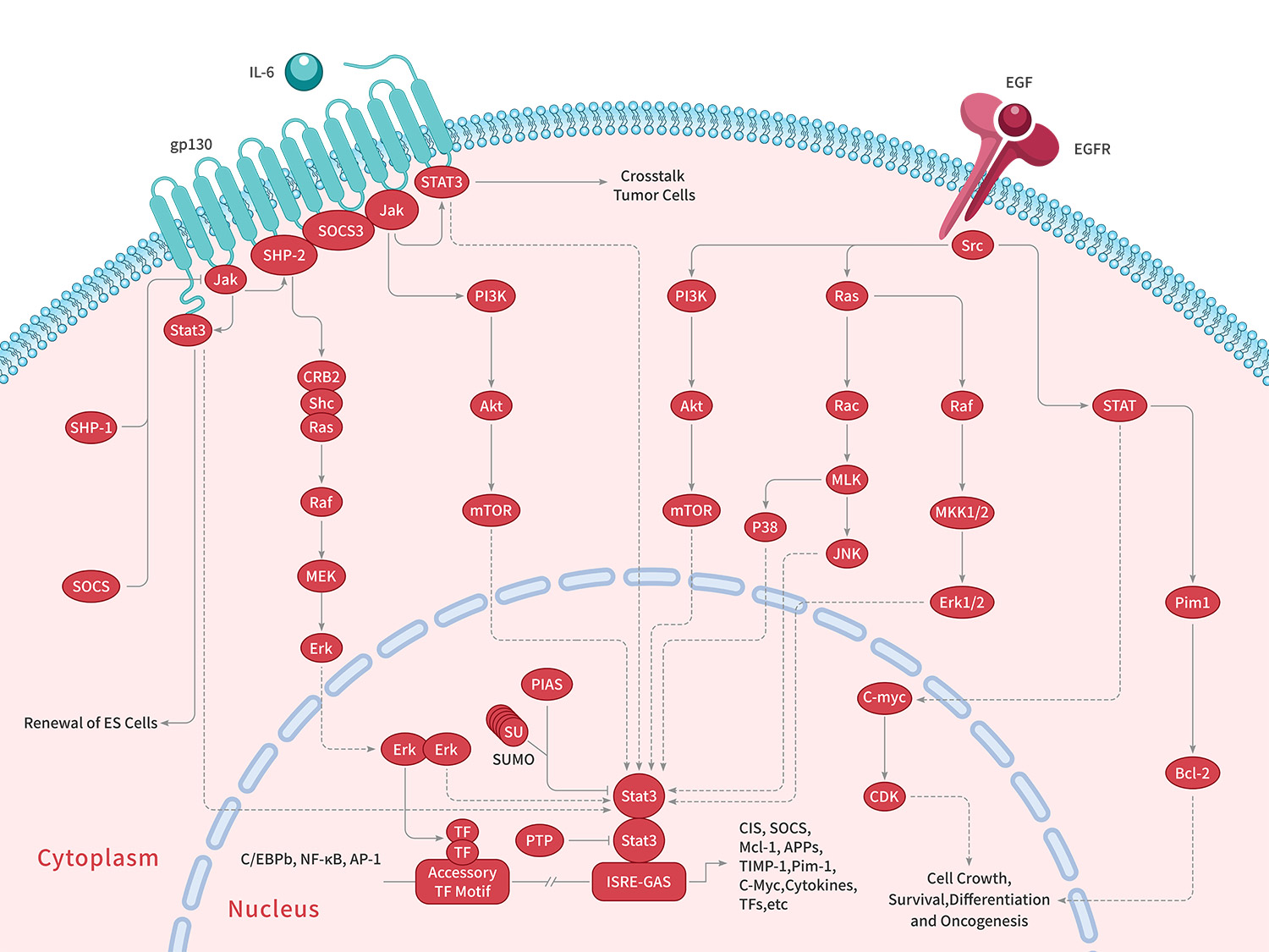 JAK‑STAT Signaling Pathway | ELISA