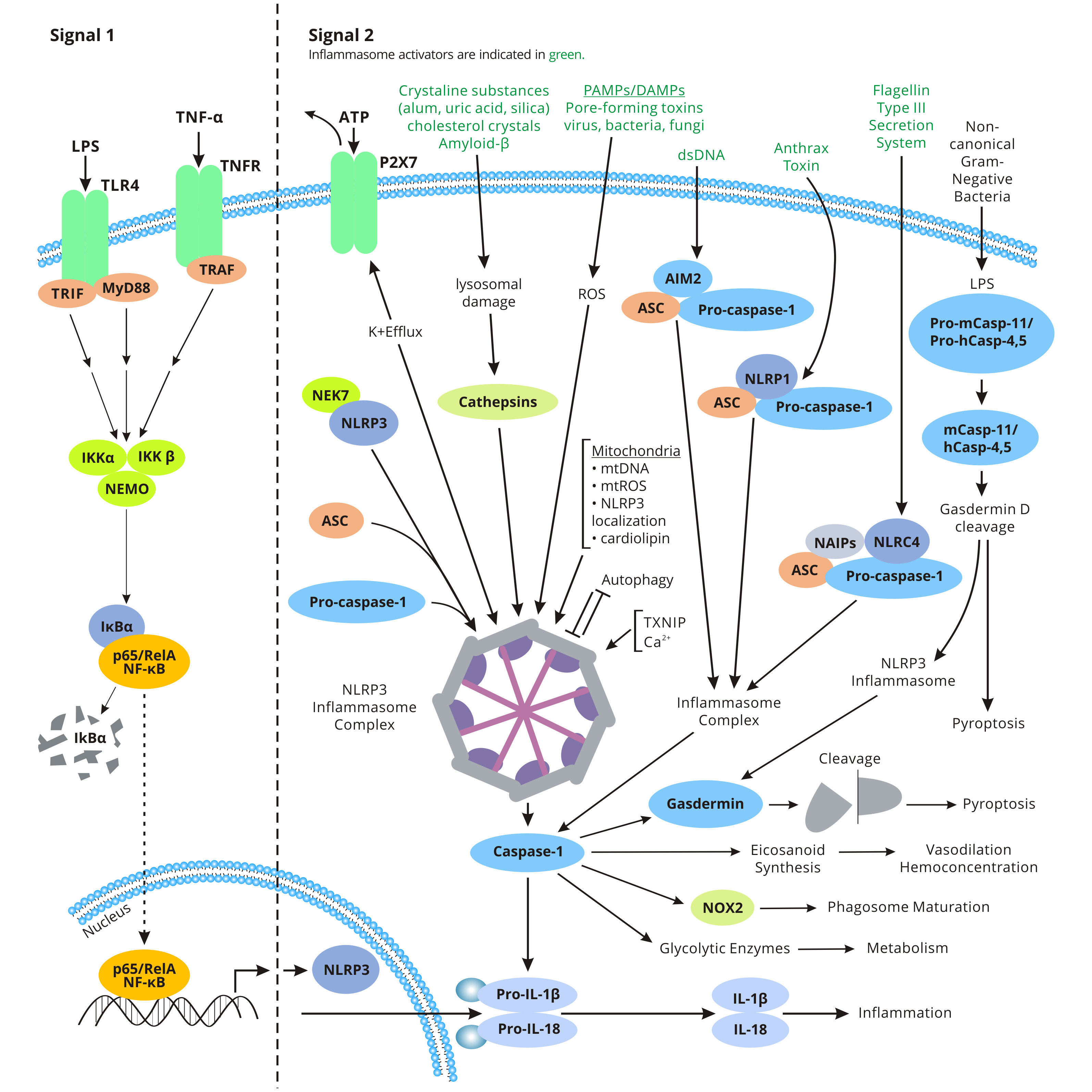 Inflammasome Signaling Pathway | ELISA