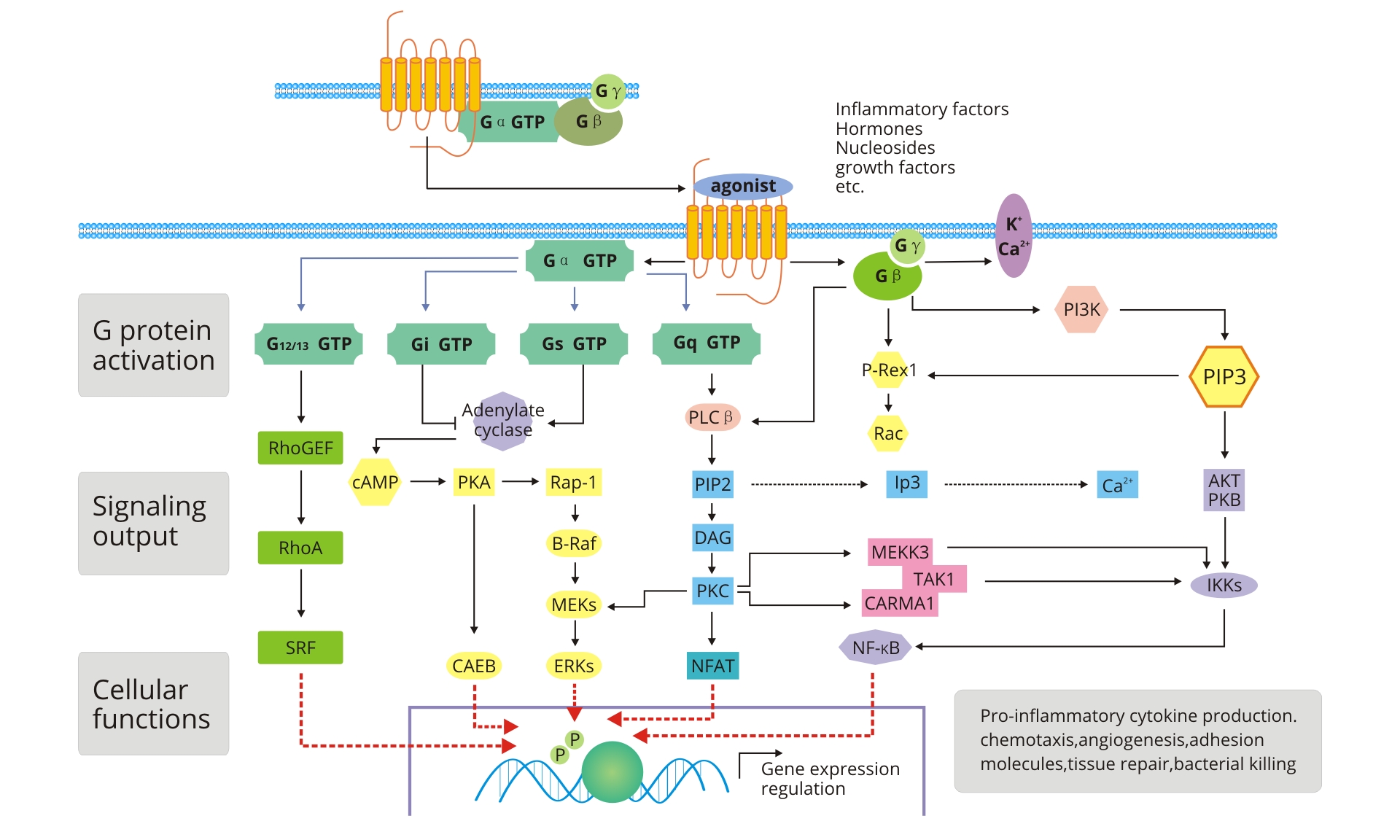G Protein Coupled Receptor Signaling Pathway | ELISA