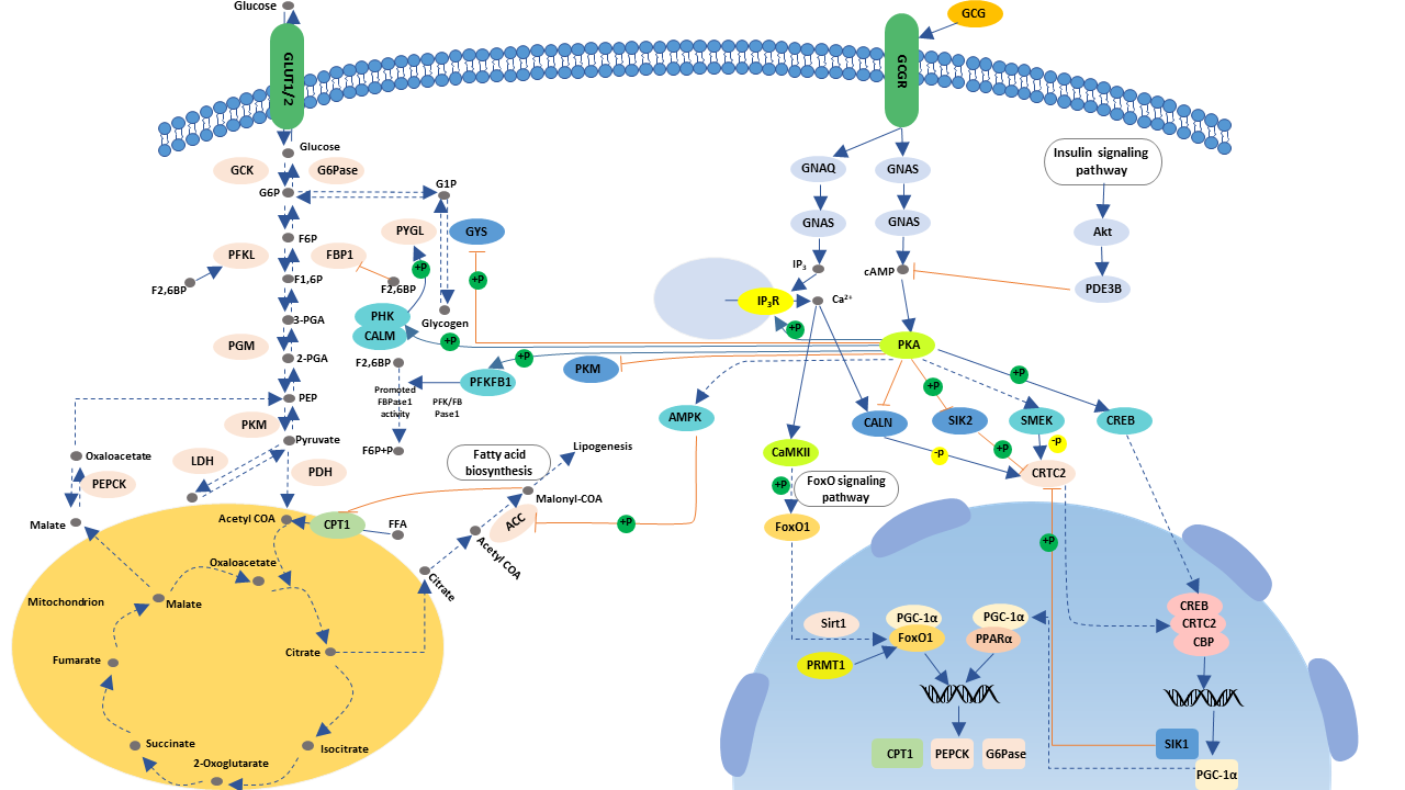 Glucagon signaling pathway | ELISA
