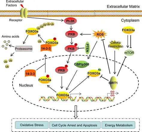 FoxO Signaling Pathway | ELISA