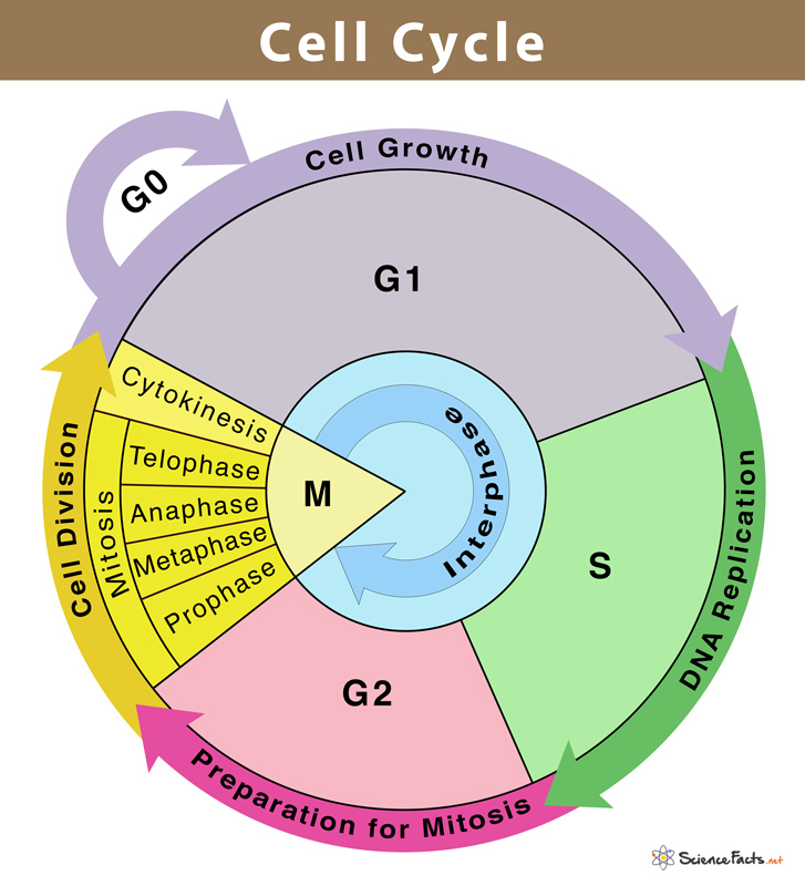 Cell Cycle Regulation Network | ELISA