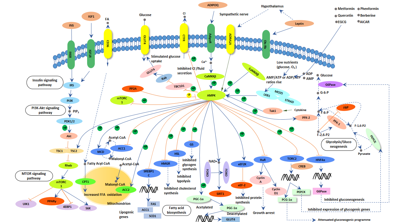 AMPK Signaling Pathway: A Promising Target for Metabolic Disorders and Cancers | ELISA