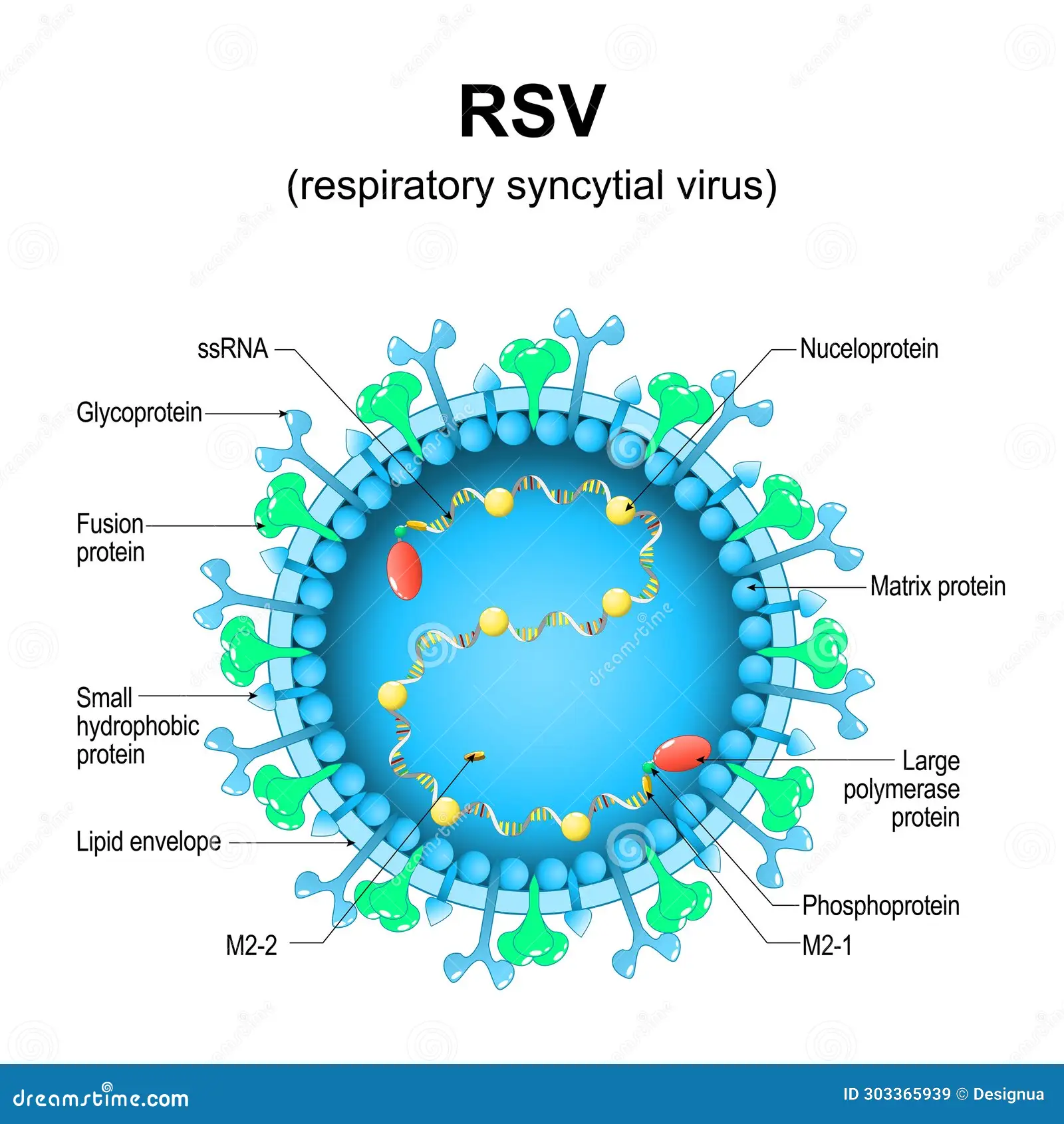Virus Profile: Respiratory Syncytial Virus | ELISA