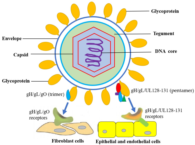 Human Cytomegalovirus (CMV) Biological Profile | ELISA