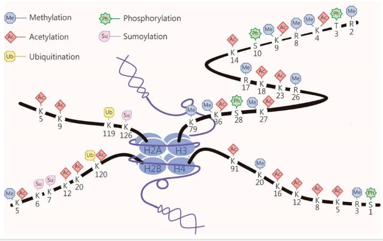 Histone Ubiquitylation Regulatory Network | ELISA
