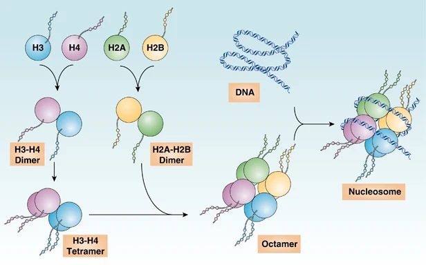 Understanding Histones: Key Molecules in Chromatin Epigenetics | ELISA