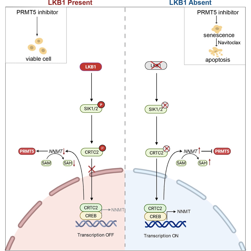 Article published in Cell Reports, 2026 | LKB1 inactivation elicits an NNMT-mediated methyl sink and confers dependence on PRMT5 in lung cancer