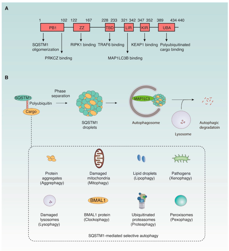 ​Sequestosome Signaling Antibody