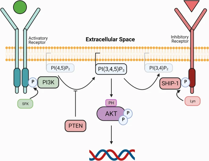 Phosphoinositide 3‑kinase (PI3K)