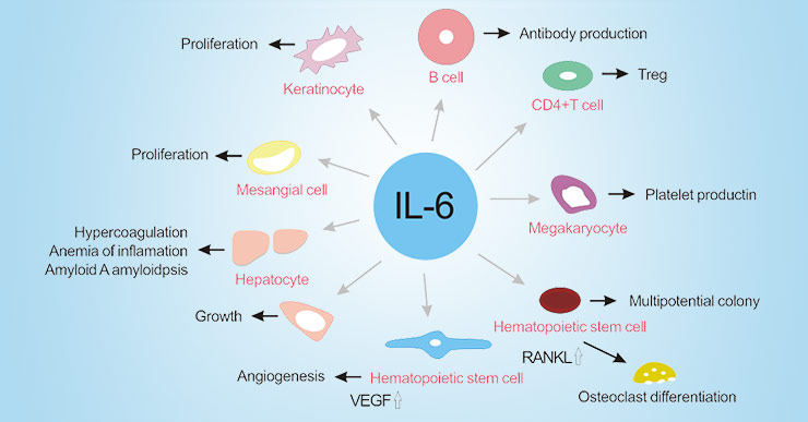 IL-6: Comprehensive Introduction and Research Overview