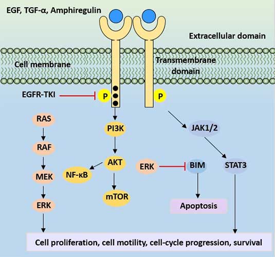 Biological Characteristics and Clinical Application of EGFR in Tumor Treatment