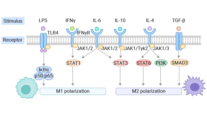 Macrophage M1/M2 Polarization: Mechanism and Application