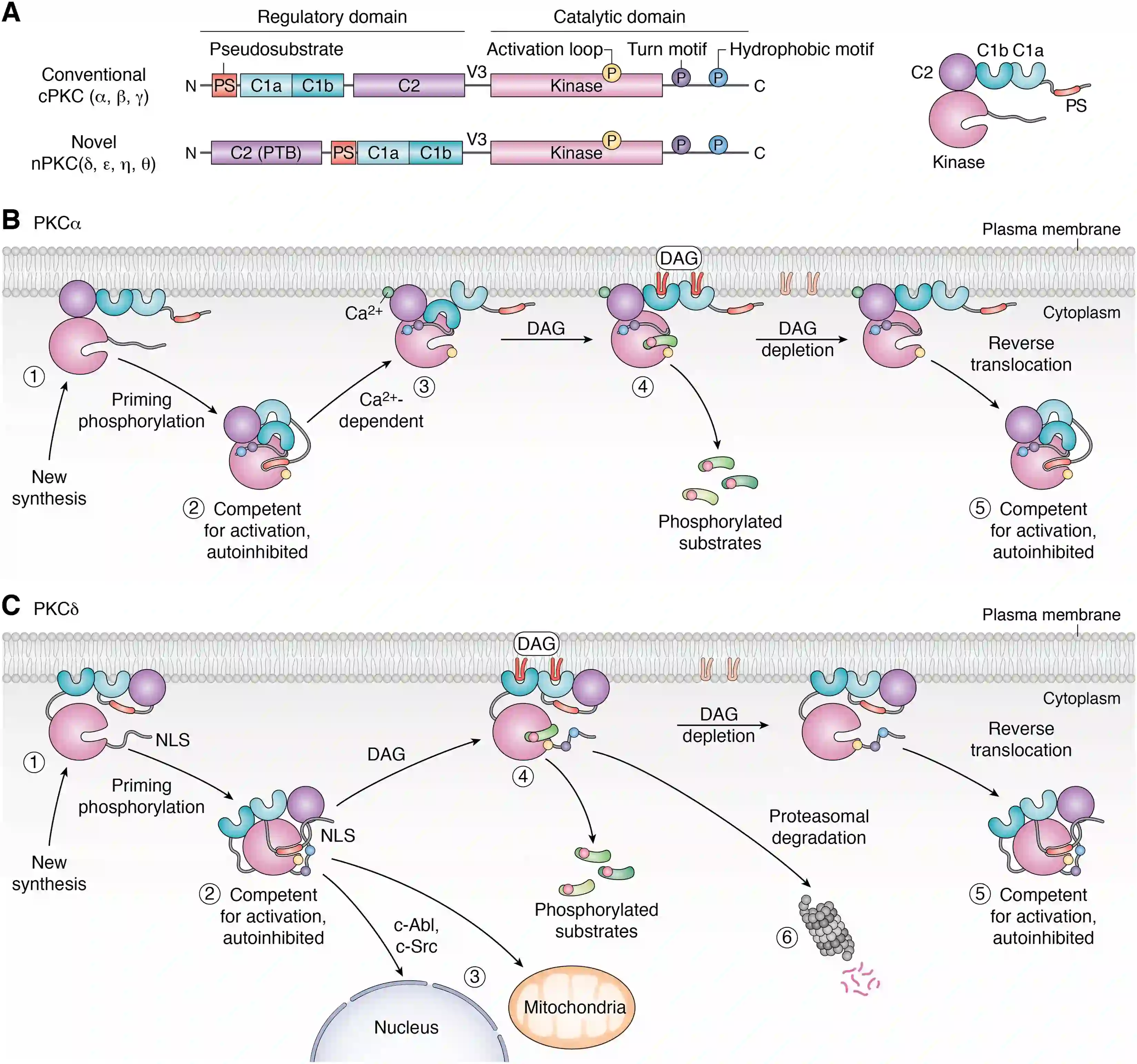 PKC Isoform