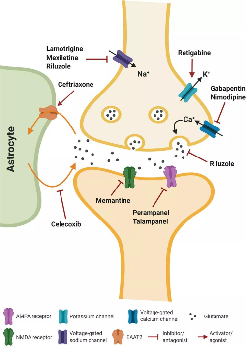 Exploring the Inducing Mechanism of Nerve Trauma on ALS Occurrence
