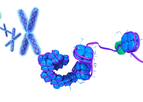 Key Pathways of Epigenetic Histone Modifications