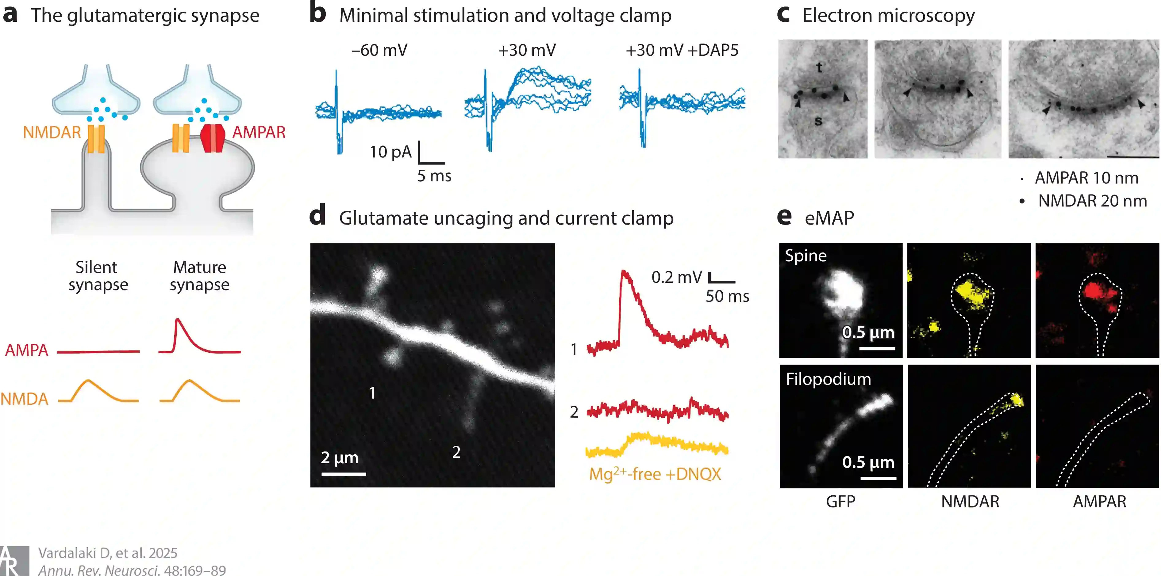 Silent synapses