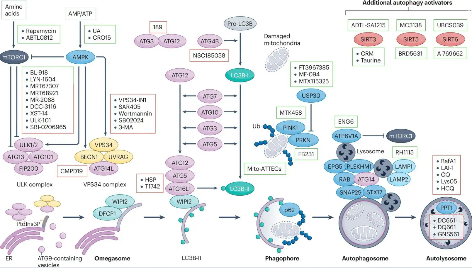 Published in Nature Reviews Drug Discovery, 2026 | Autophagy Modulation in Cancer