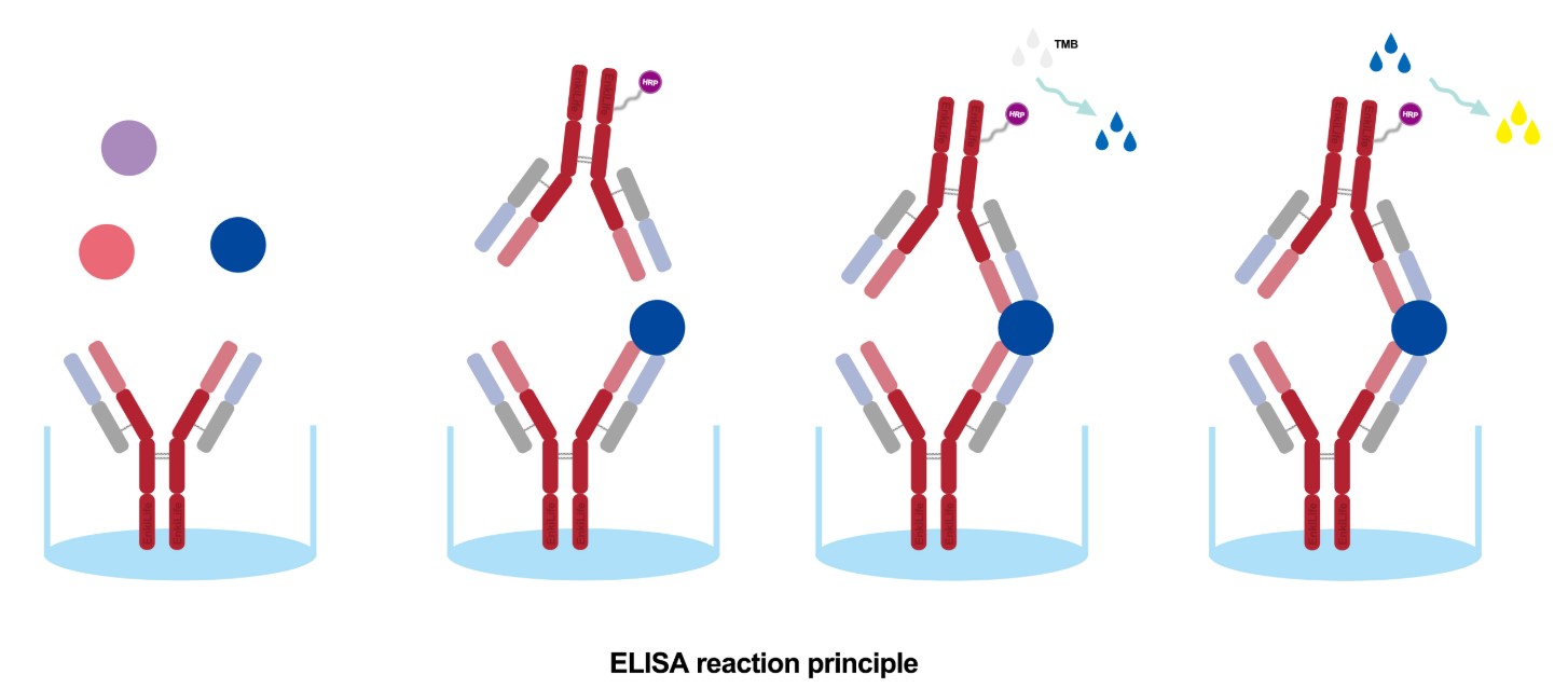 ELISA Experimental Optimization Guide