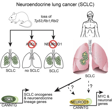 Small Cell Lung Cancer Biomarker