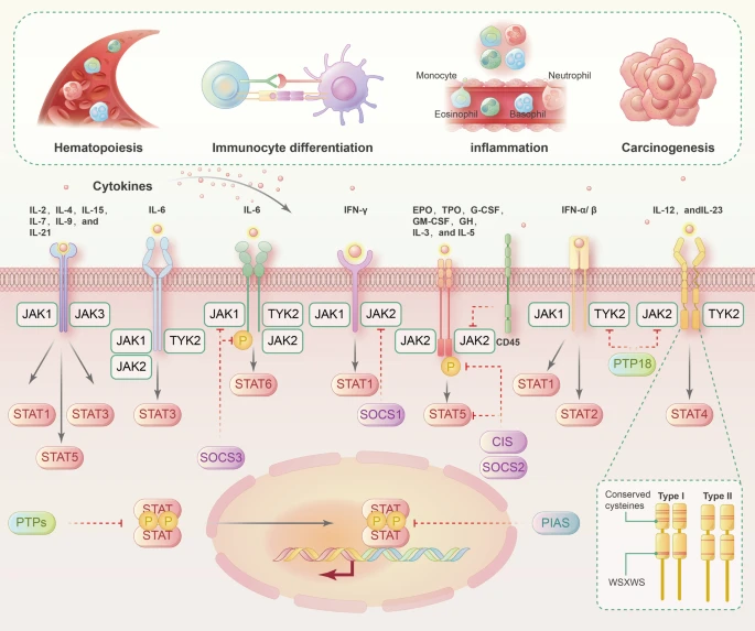 Stat Antibody