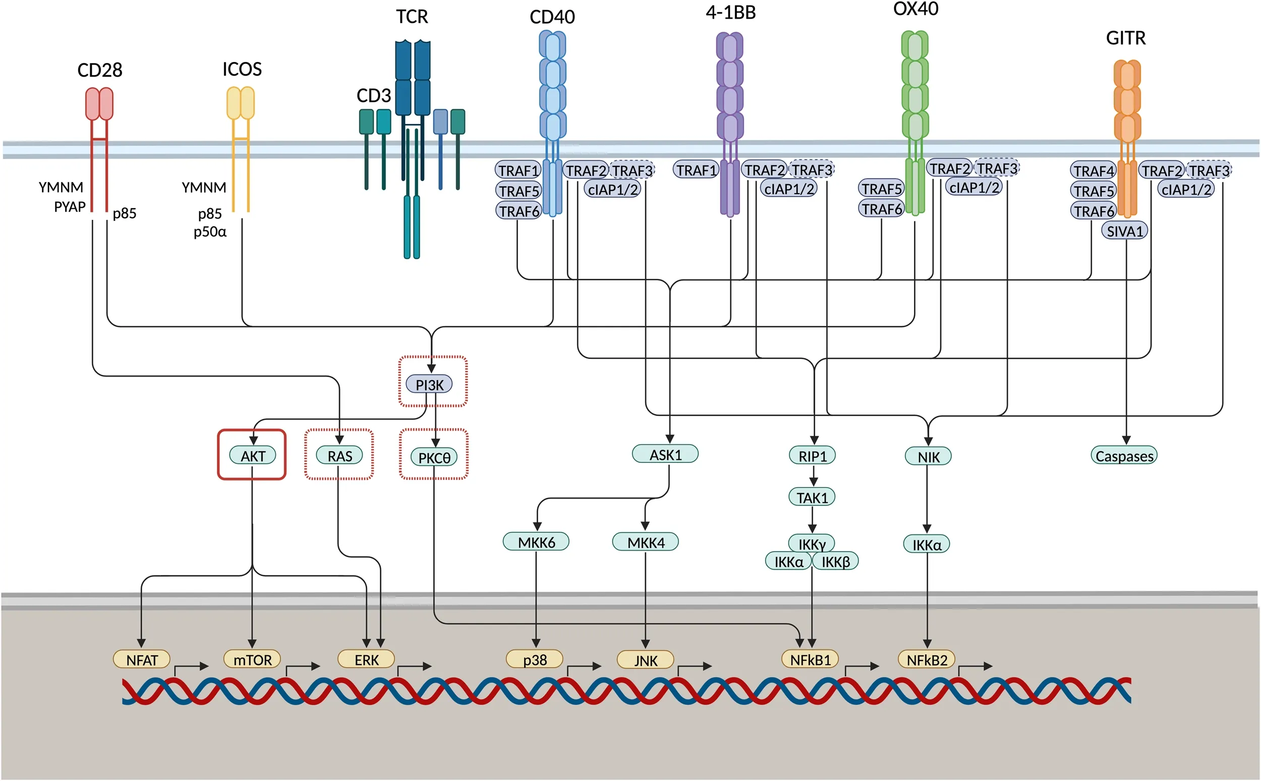 What Are Immune Checkpoints？