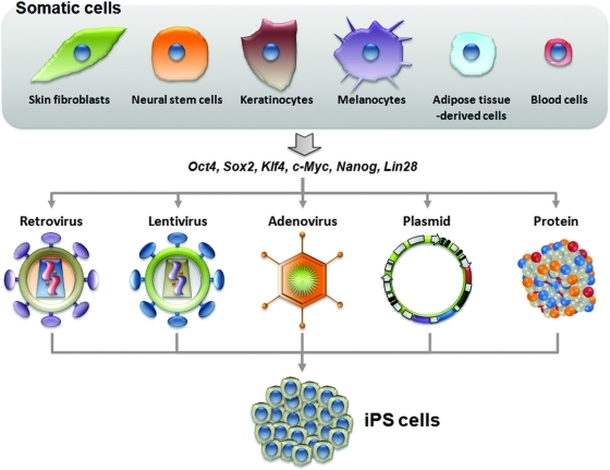 iPS Cell Reprogramming