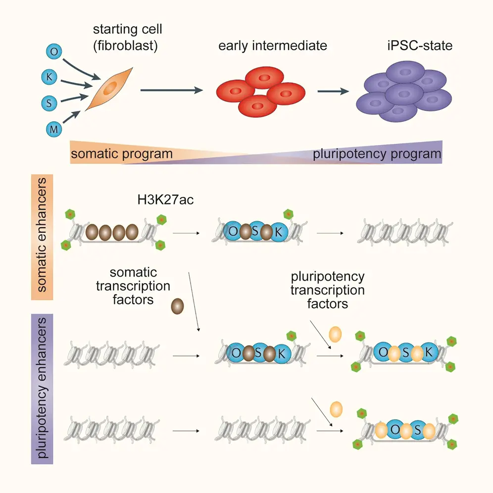 Pluripotency Transcription Factor