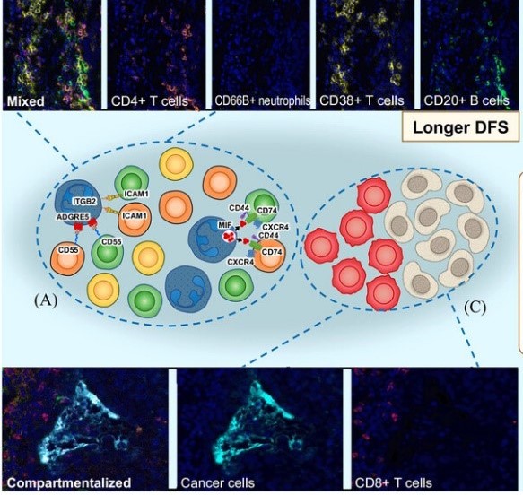 Multi‑omics Analysis of Spatial Cell Interaction Networks in the NSCLC Tumor Microenvironment