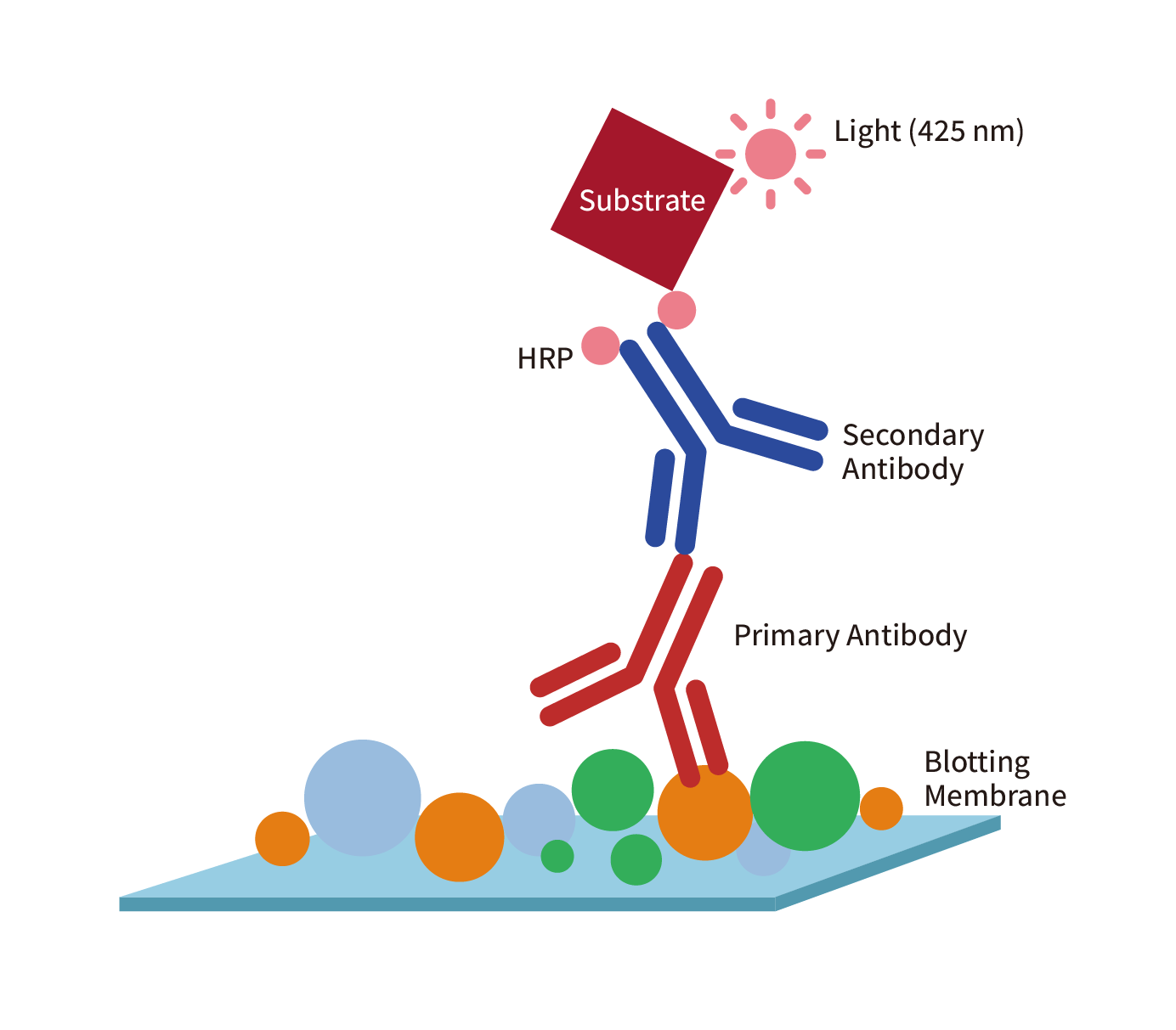Western Blot (WB) Technical Manual