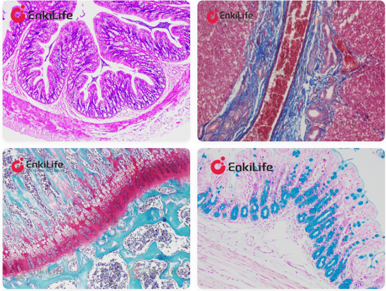 Pathological Staining Solutions Technical Manual