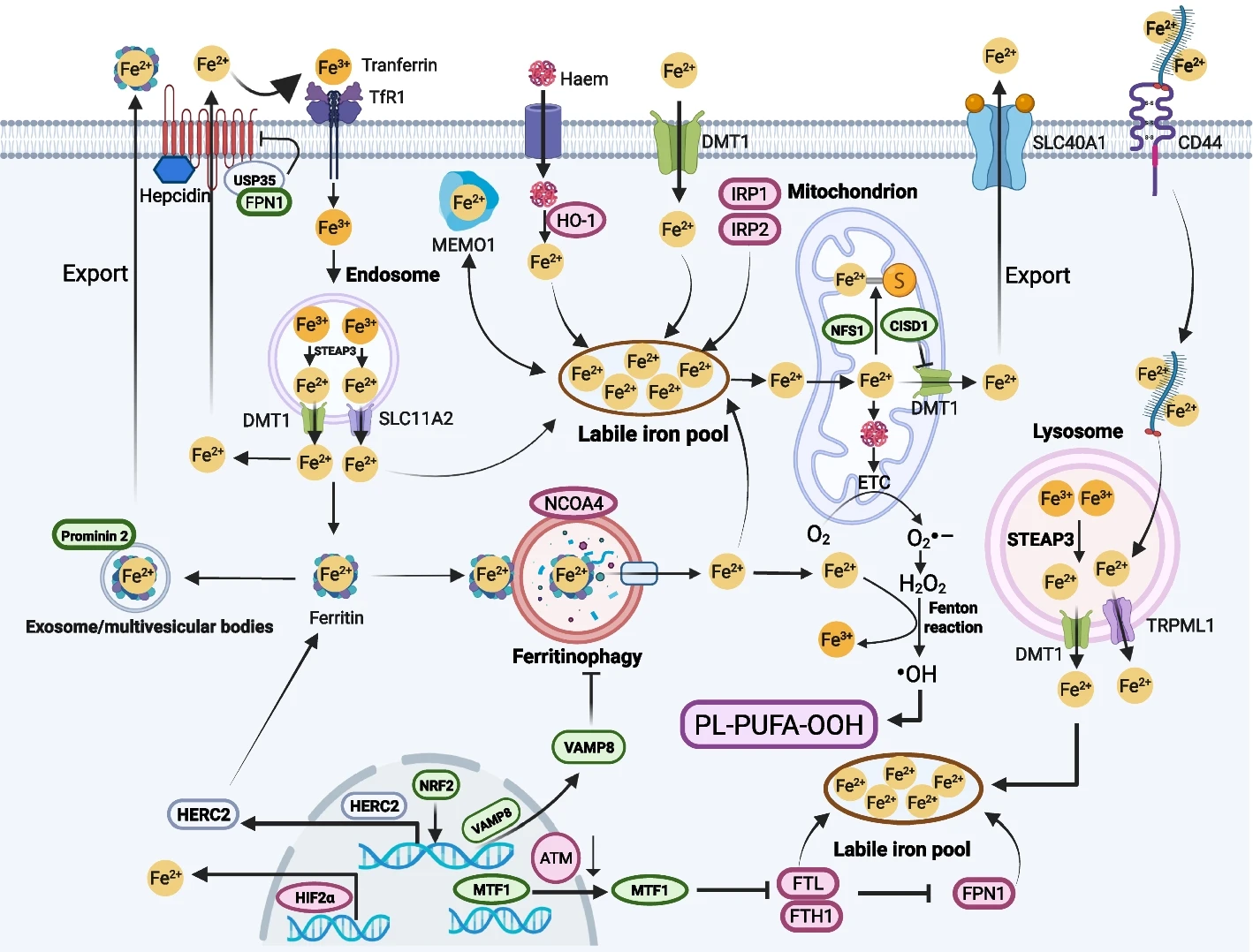 Detailed explanation of the mechanism of ferroptosis in targeted cancer