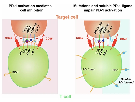 PD‑1: The immune checkpoint molecule, programmed cell death 1