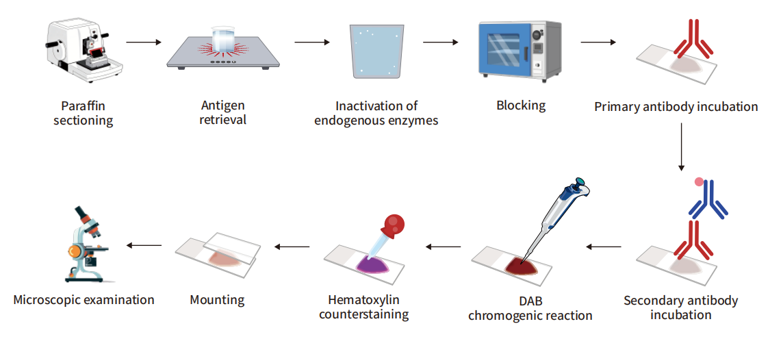 Immunohistochemistry (IHC) Technical Manual