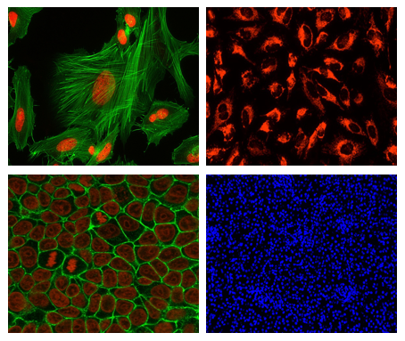 Cell Fluorescent Staining Technical Manual
