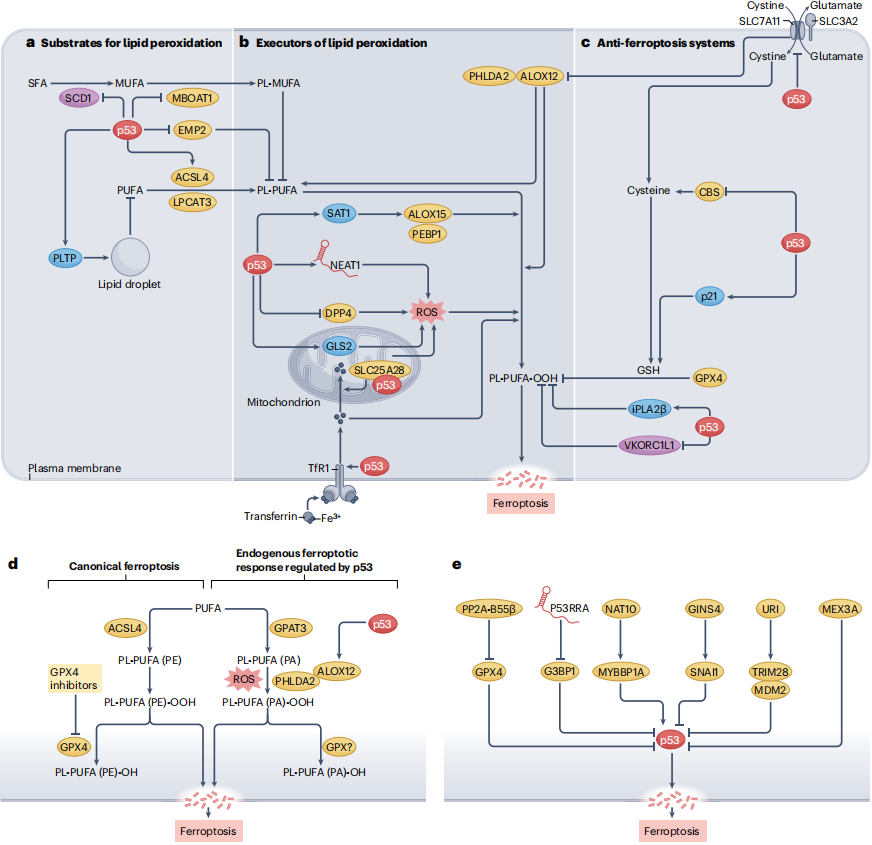 p53‑Regulated Non‑Apoptotic Cell Death and Its Roles in Cancer and Other Diseases