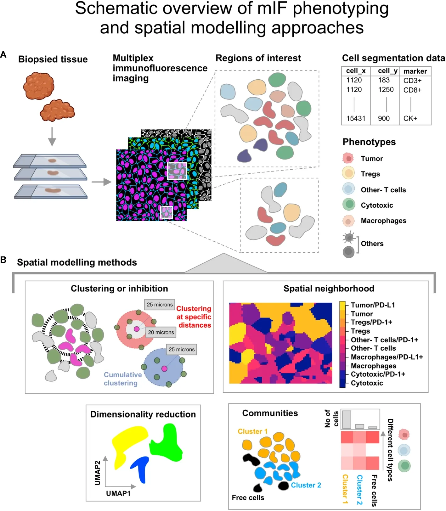 Spatial Modelling of Tumor Microenvironment Using Multiplex Immunofluorescence