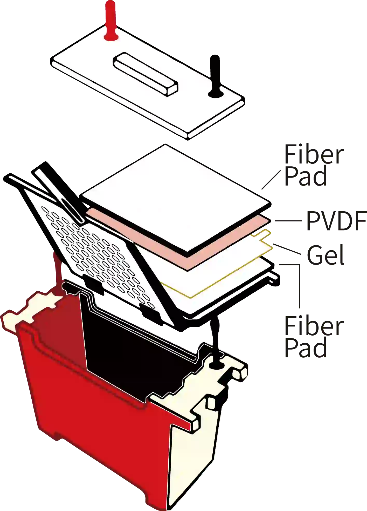 Western Blot Transfer Diagram