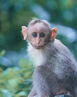 Monkey