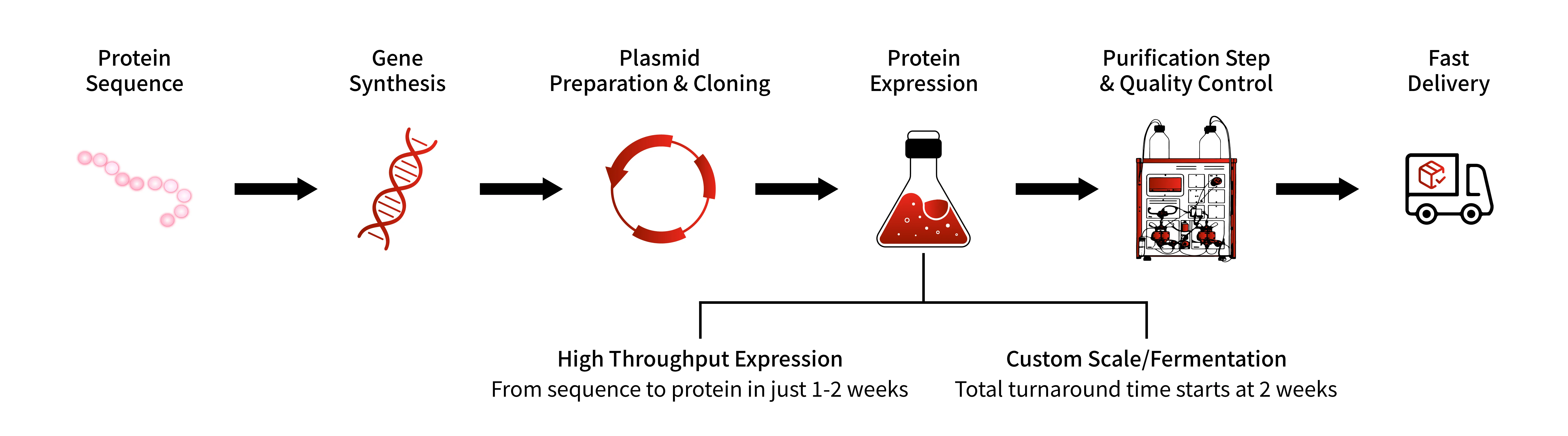 E.coli Expression