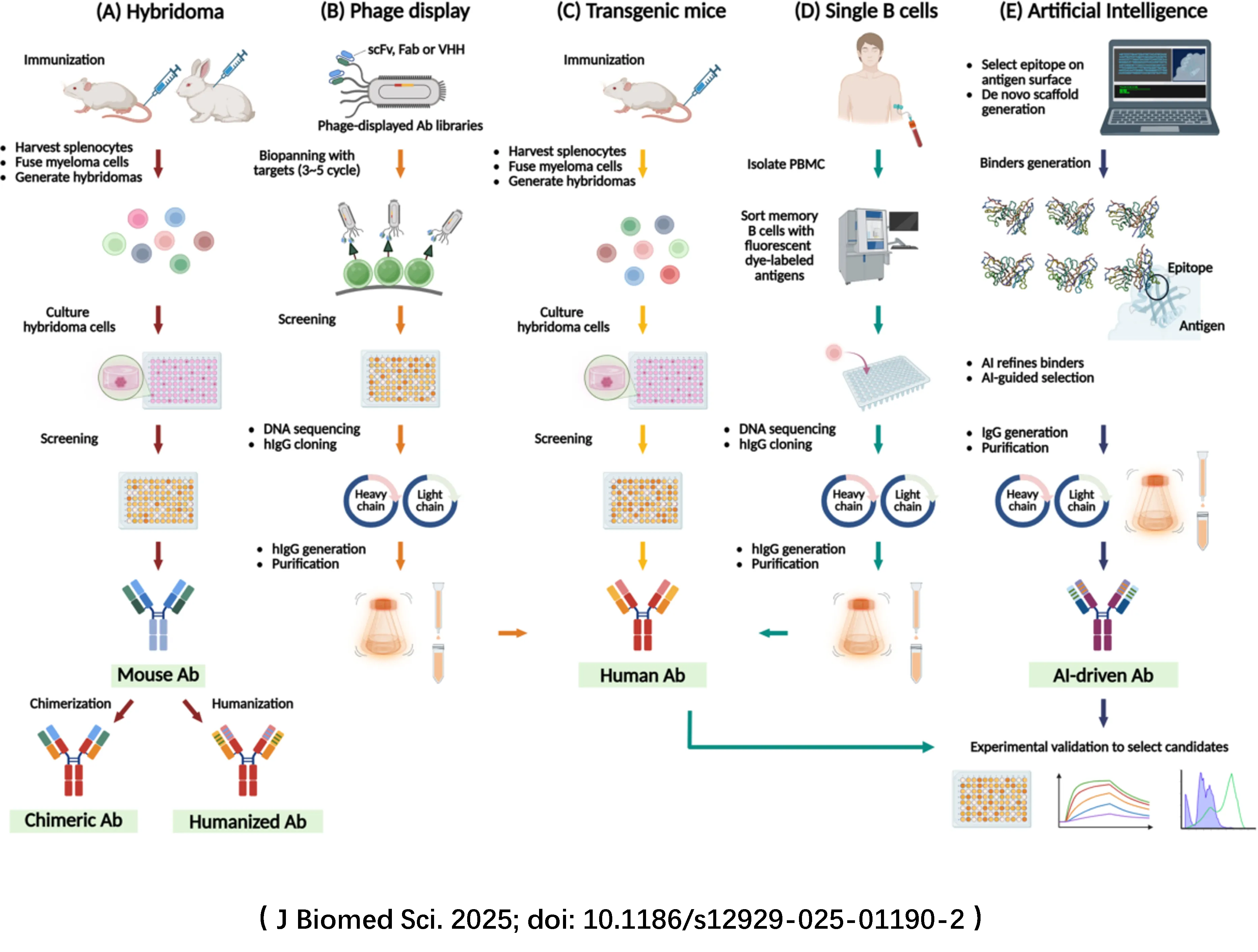 Monoclonal Antibody