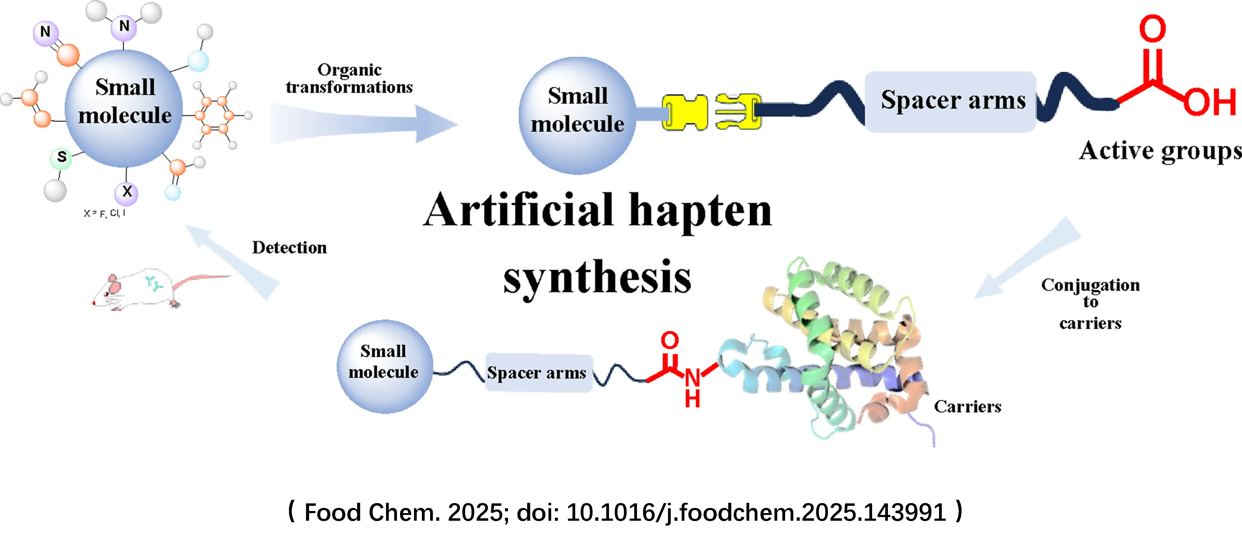 PTM Antibody Illustration