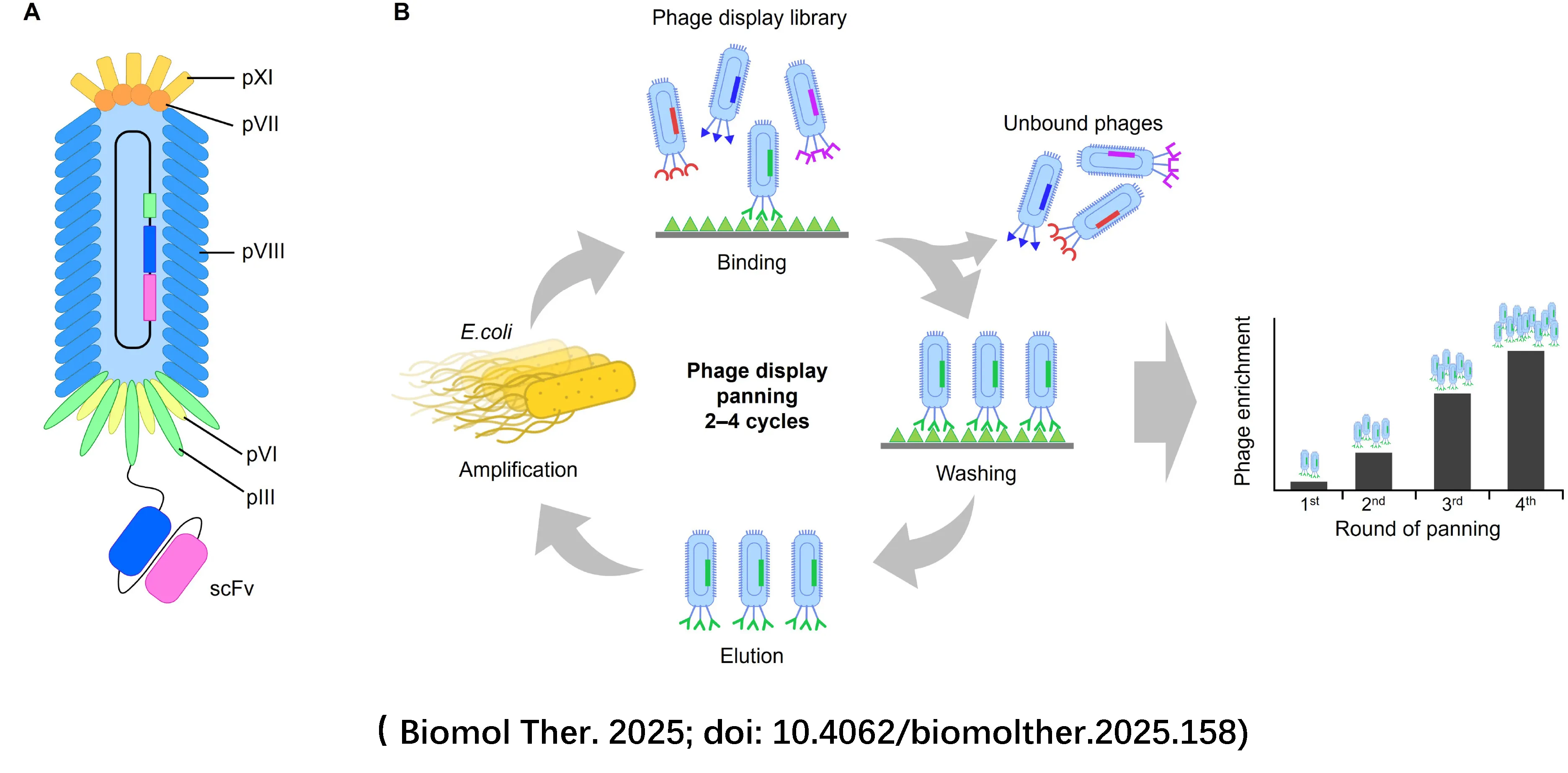Phage Display and Nanobody Illustration