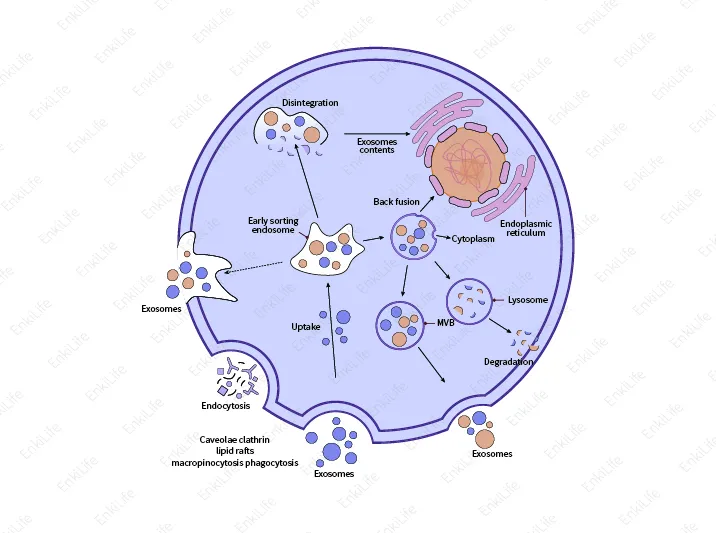 Exosomes