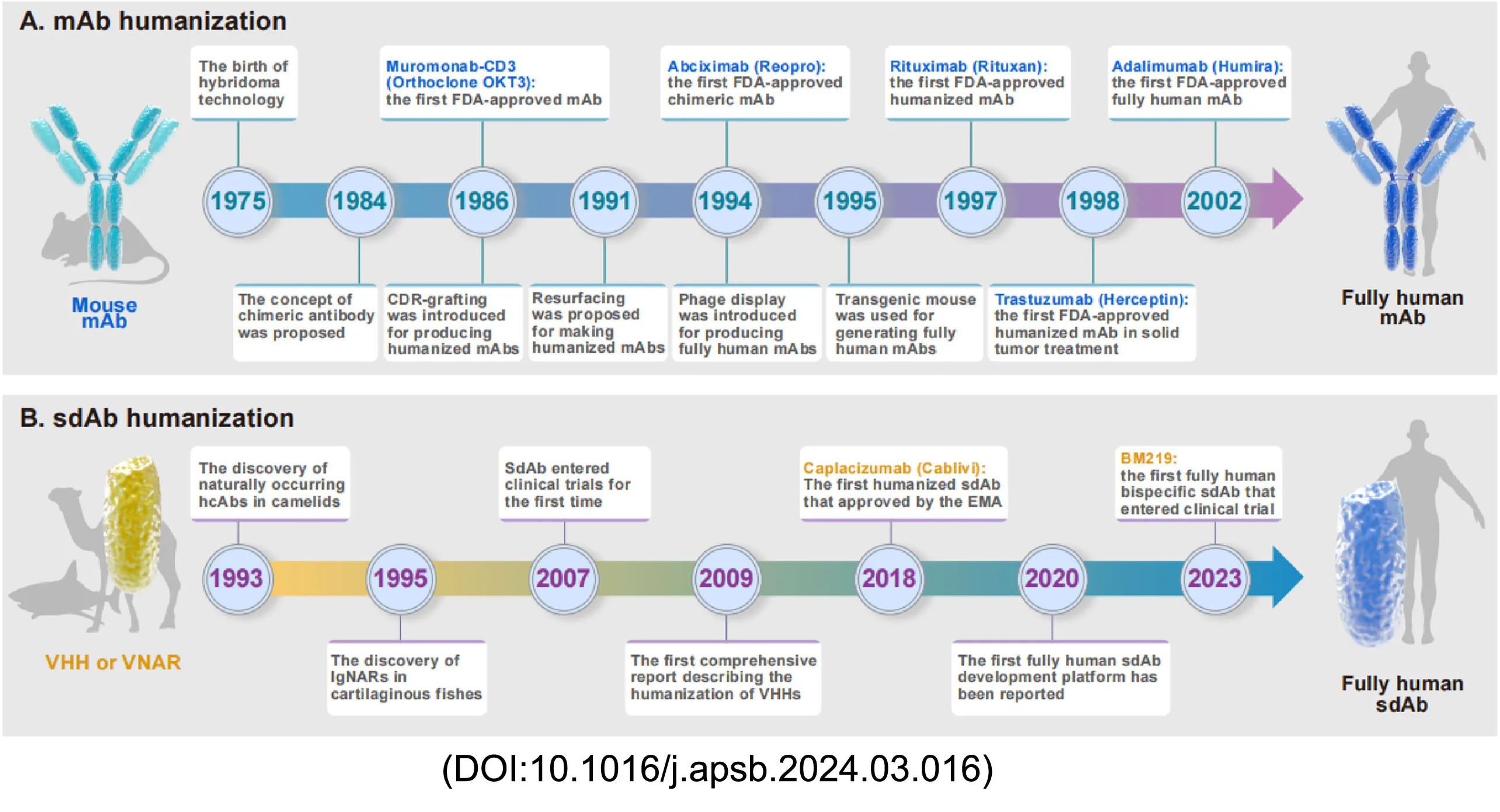 Antibody development workflow